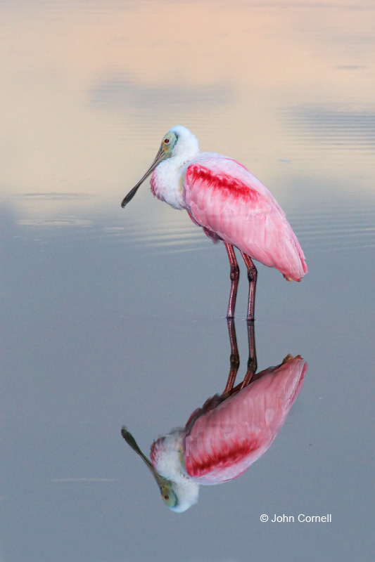 Ajaia ajaja;One;Roseate Spoonbill;Spoonbill;avifauna;bird;birds;color image;color photograph;feather;feathered;feathers;natural;nature;outdoor;outdoors;wild;wilderness;wildlife
